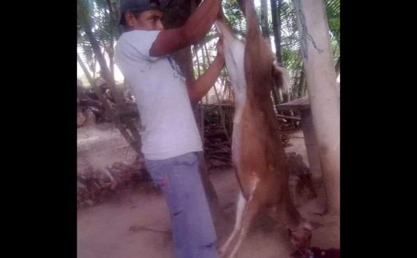 Explotadores de perro se dedican a sacrificar animales en Honduras